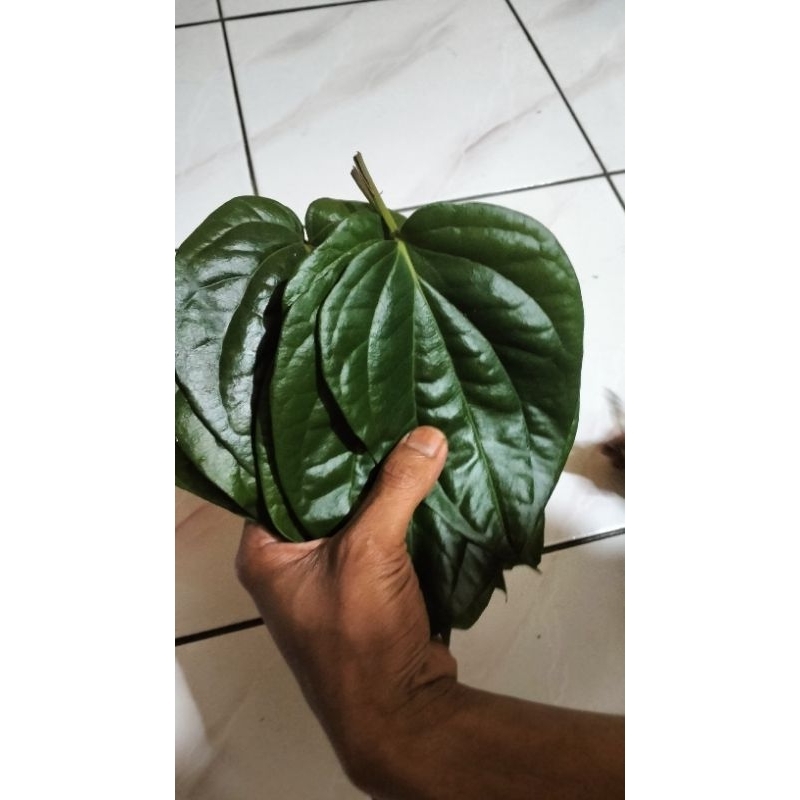 

50 lembar freshh organik