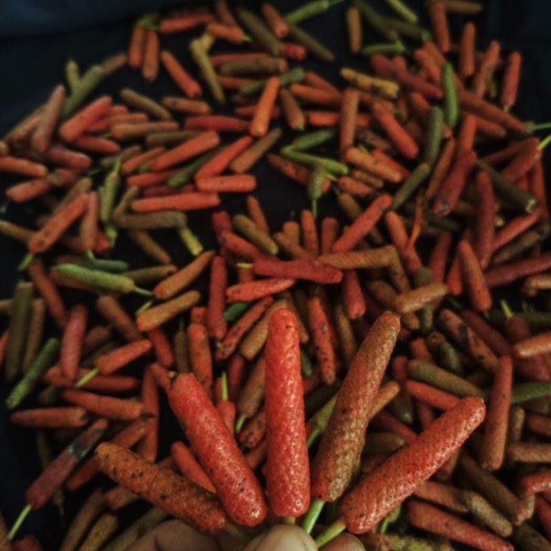 

Cabe Jamu Fresh 250 gr / 500 gr / 1 kg Cabe Jawa Cabe Puyang