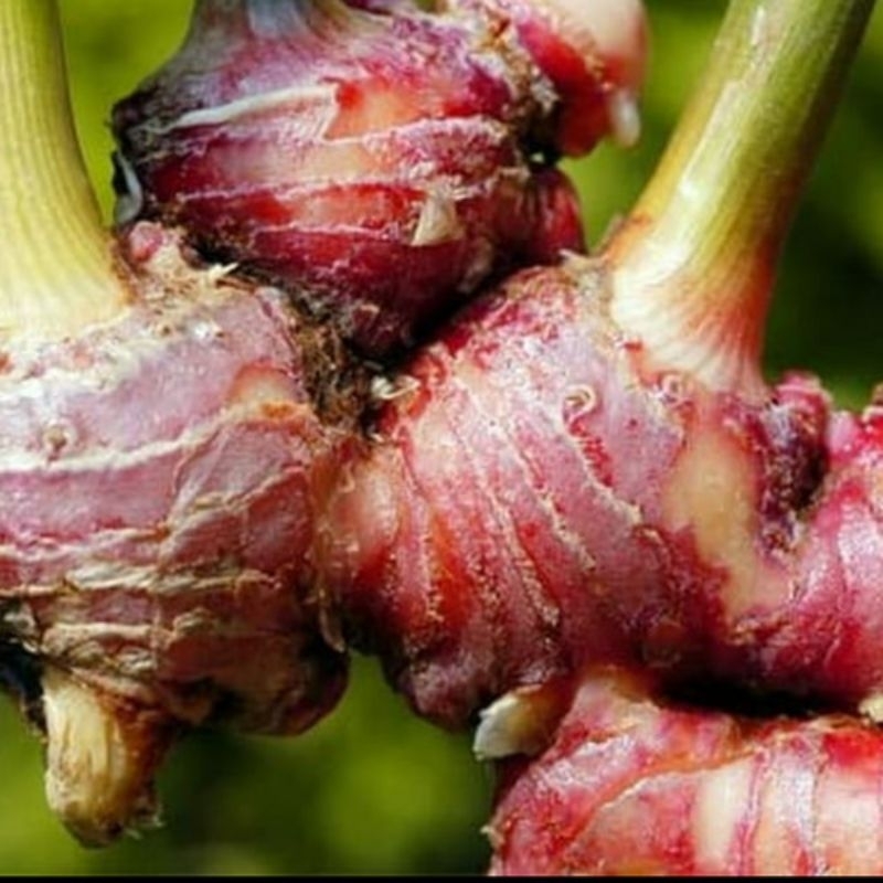 bibit jahe merah original siap tanam dan banyak manfaatnya