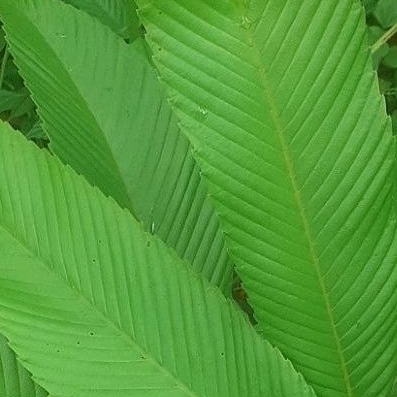 

Daun smpur sgar 30 lmbar daun herbal smpur