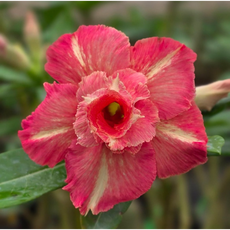 TERMURAH Bibit Adenium  Bunga Tumpuk Bonsai Mini Adenium Id ARABICUM RED | Bunga Hias Adenium | Tana