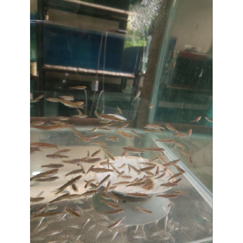 

Packing Tambahan Kardus Rainbow Shinner -+4CM