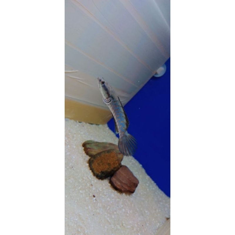 Channa Blue Pulchra 8 cm