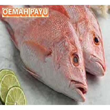 

Ikan Kakap Frozen - 1 Kg - Seafood By Oemahpayu