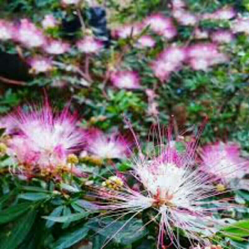 Tanaman Hias Kaliandra Suriname (kaliandra sulimaraja)