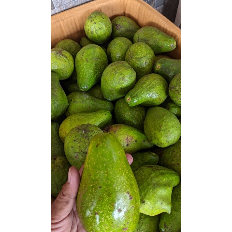 

BERKAH_TANI1 Alpukat kecil 4-5 pcs