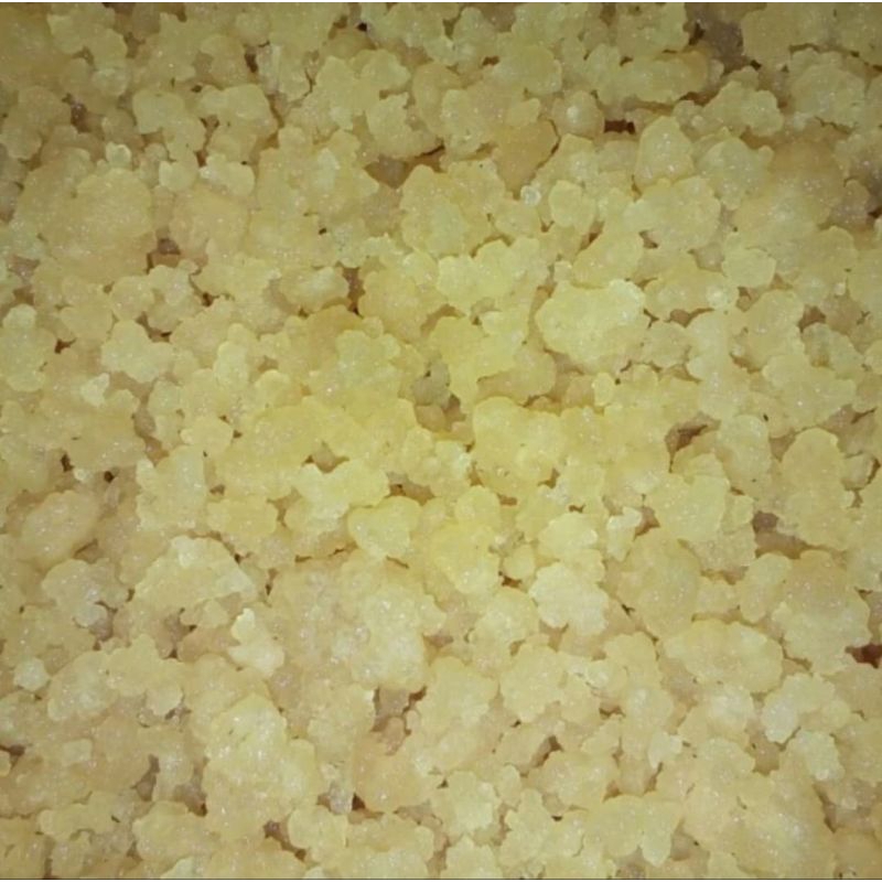 Teratai Salju Himalaya, Herbal, Bibit Teratai Salju 500gr.