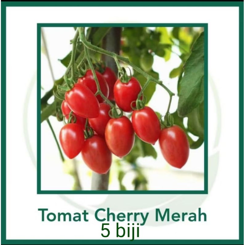 Benih Tomat Cherry Merah