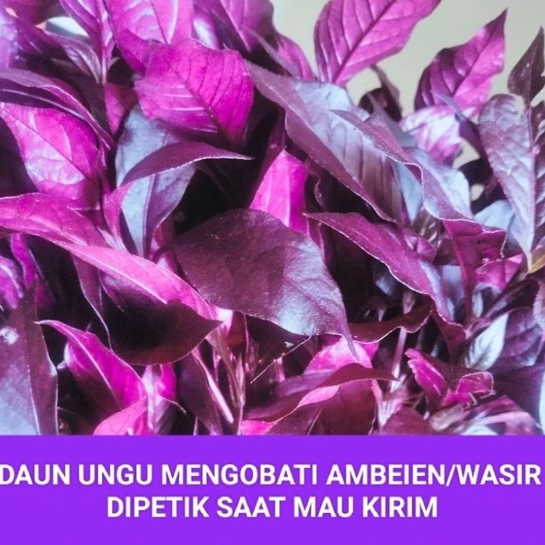 

DAUN UNGU OBAT AMBEIEN WASIR/BISUL/REUMATIK/DIABETES HERBAL ALAMI 100GR