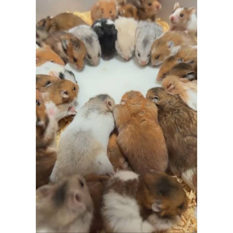 Hamster syrian hamtaro jinak
