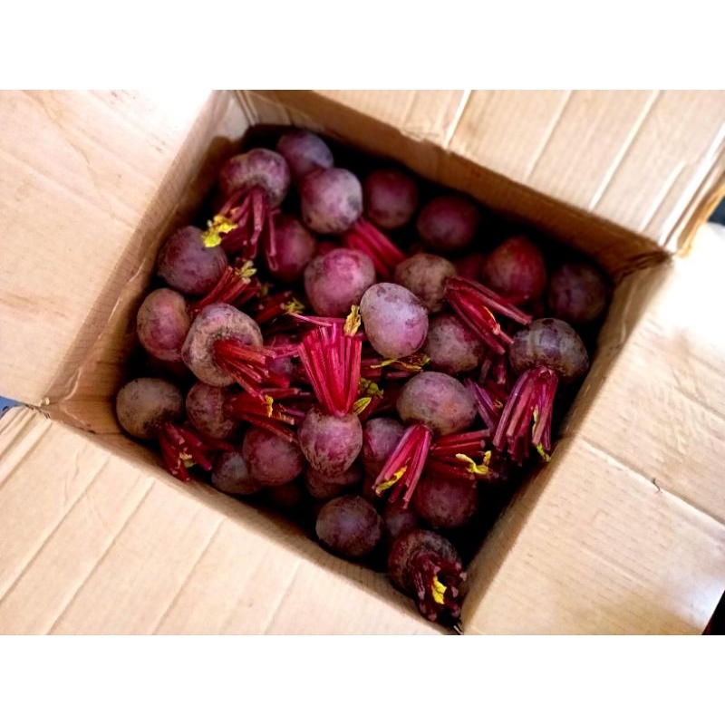 

Buah bit 1kg fresh /buah bit segar