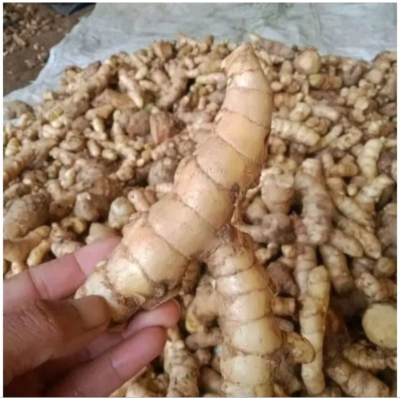 

Bonggol kunyit putih unggul siap tanam 1kg