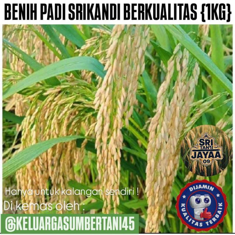 BIBIT PADI SRIKANDI SUPER BERKUALITAS 1KG.