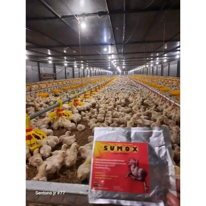 Sumox Vitamin Gendut Ayam Trondol Vitamin Ayam Tbk