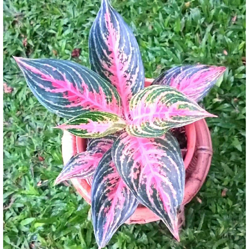 Aglonema Pink Beauty