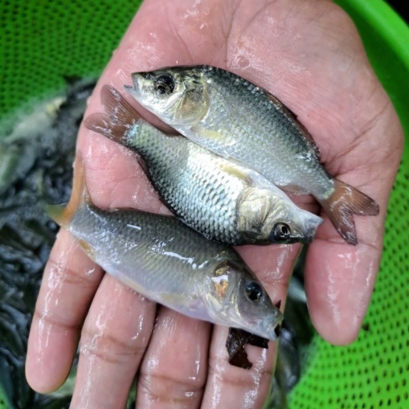 Bibit ikan mas konsumsi uk silet