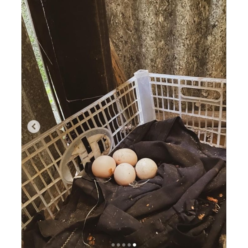 

Telur Ayam Arab Fertil