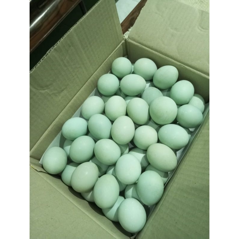 

NDOK AMAL (TELUR ASIN)