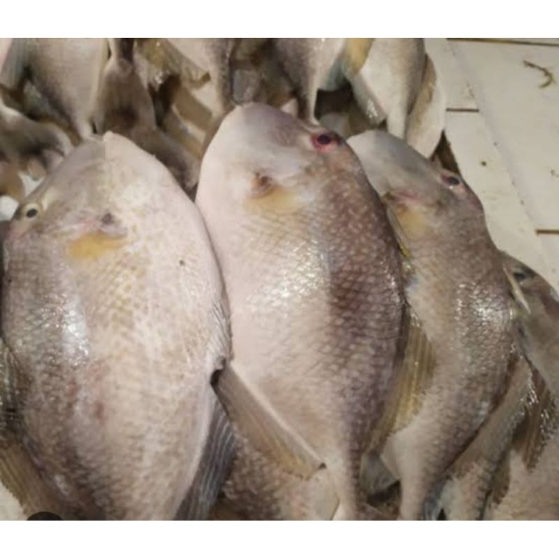 

Ikan Etong 500gram