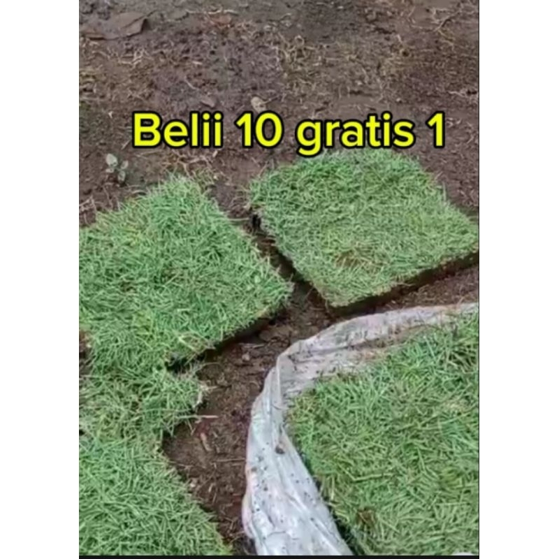 Rumput jepang hidup rumput taman masih segar termurah