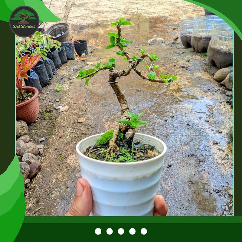 Bonsai Sancang mini hidup ( bakalan )