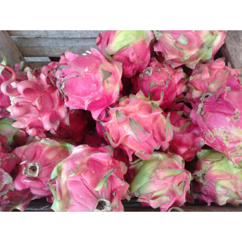 

Buah Naga Merah / Pitaya segar / Dragon fruits