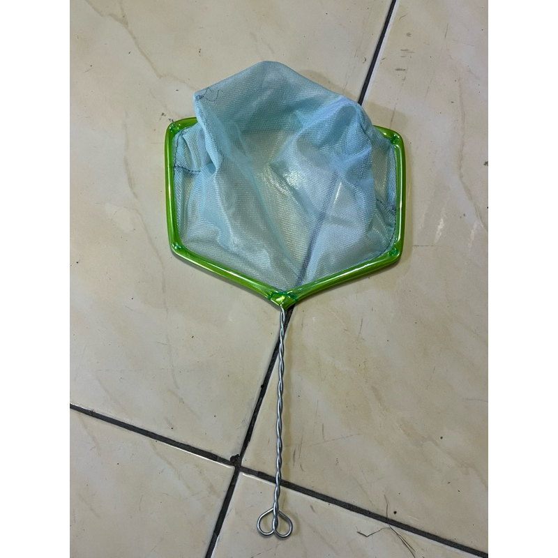 tanggok ikan hias 15cm