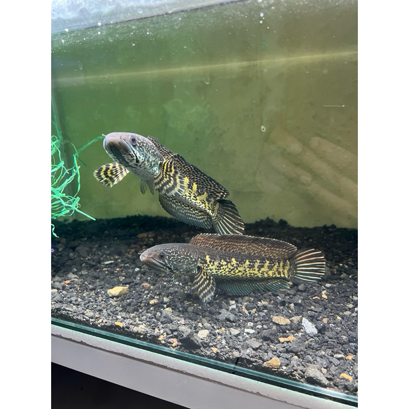 auranti pair lama akur mesra 24-25