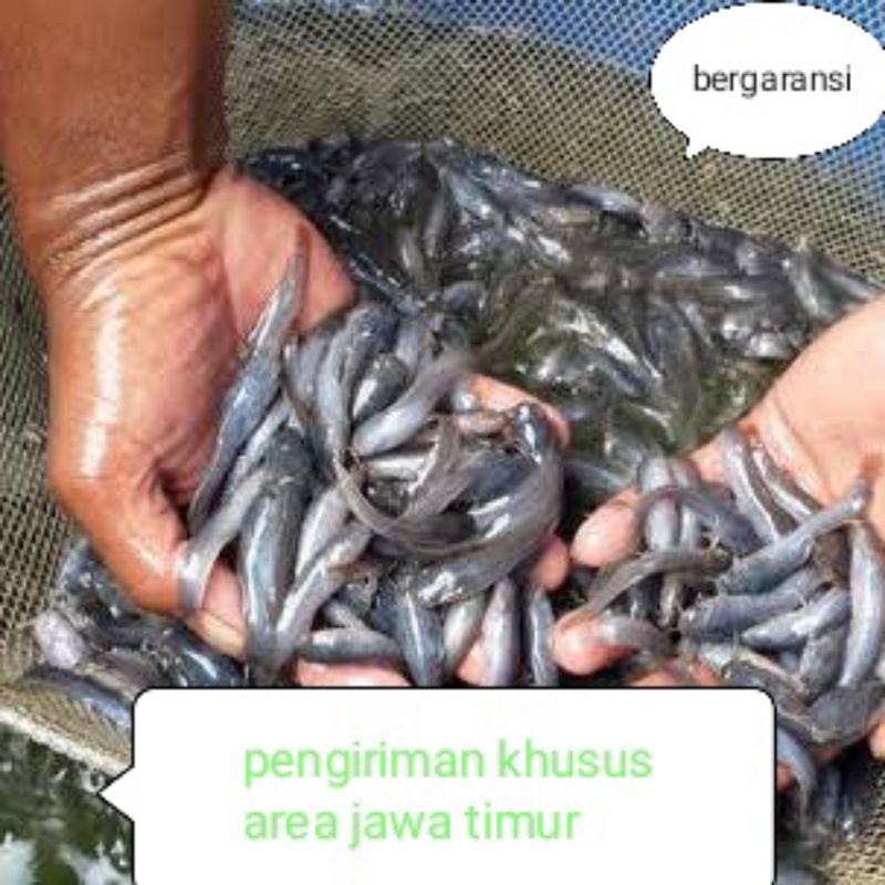 bibit lele sangkuriang paket 20 ekor+ bonus pakan ukuran 5-6 cm