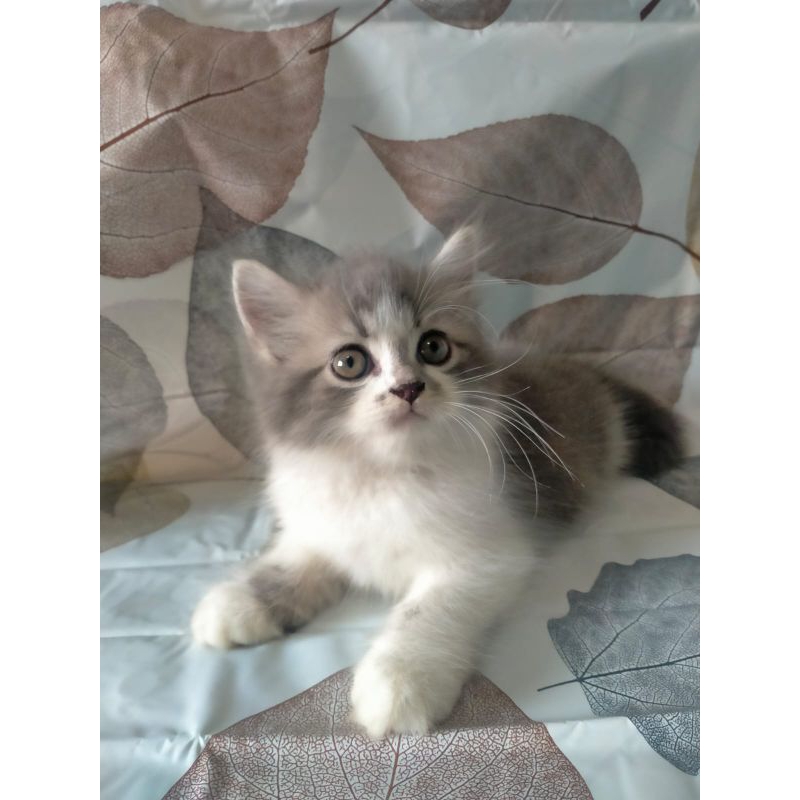 kitten Persia shorthair jantan