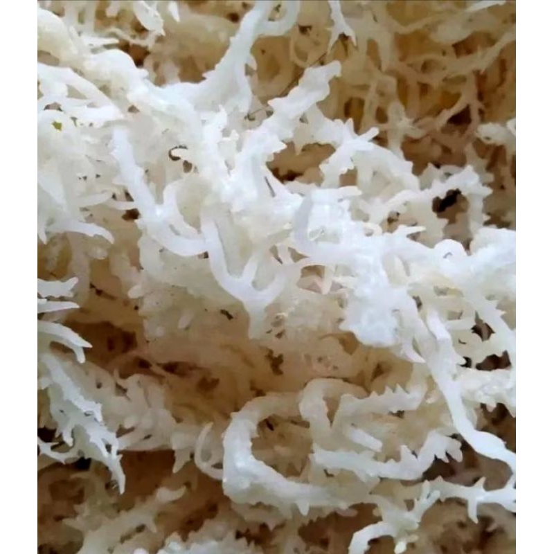 

rumput laut kering premium untuk es campur dll