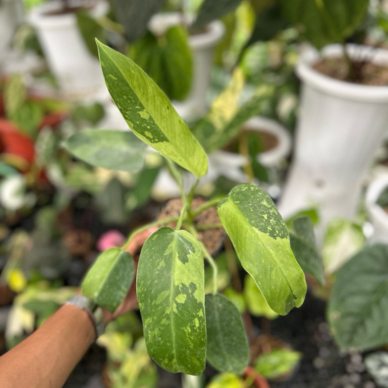 philodendron josebuono real pict