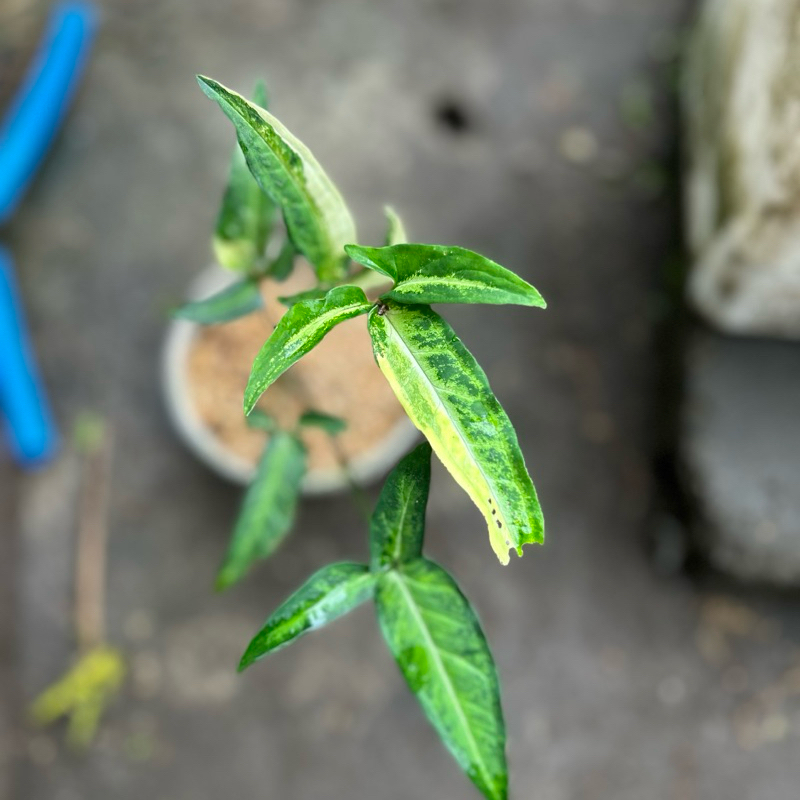 Syngonium Angustatum Variegata Real Pict