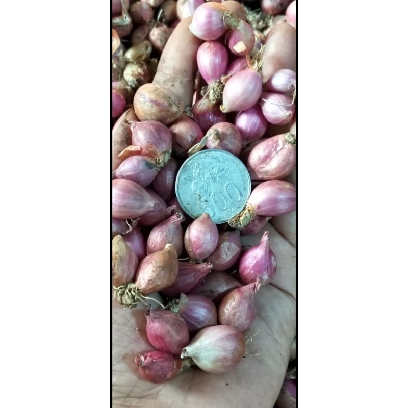 

Bawang merah 1000 gram ukuran kecil uleg kualitas bagus