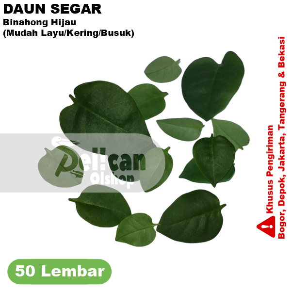 

Daun Binahong Hijau Segar Per 50 Lembar Obat Herbal
