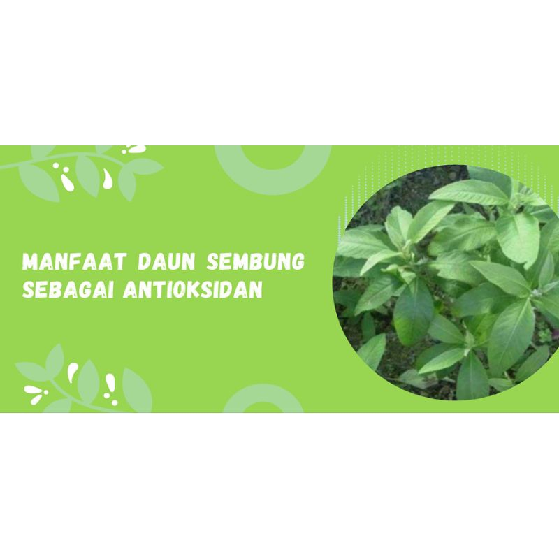

Toko alam herbal Jual daun Sembung segar 500 gram superr