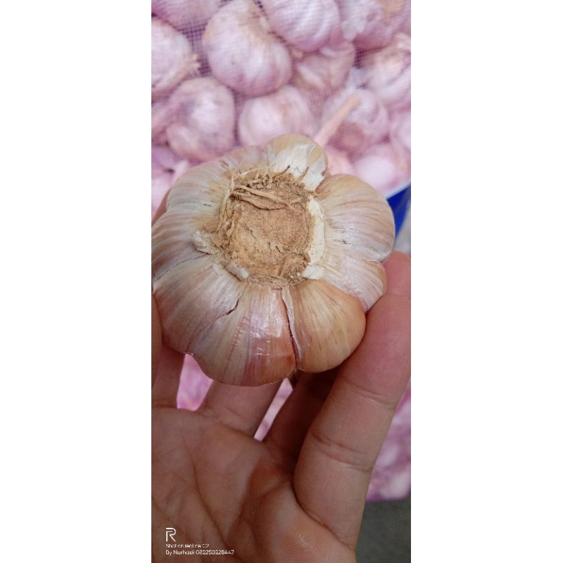 

bawang putih 20 kg (kotor)