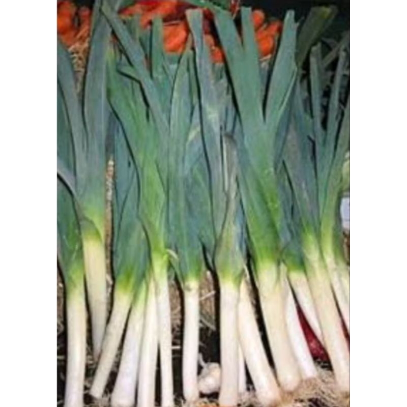 

daun prei 500 gr segar