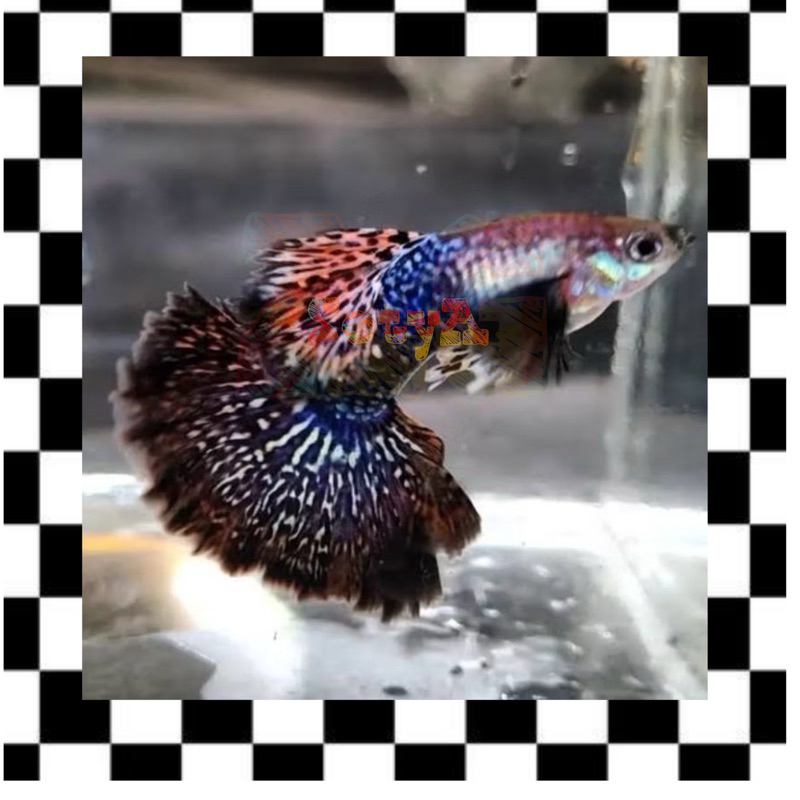 gupii snake cobra dragon jantan