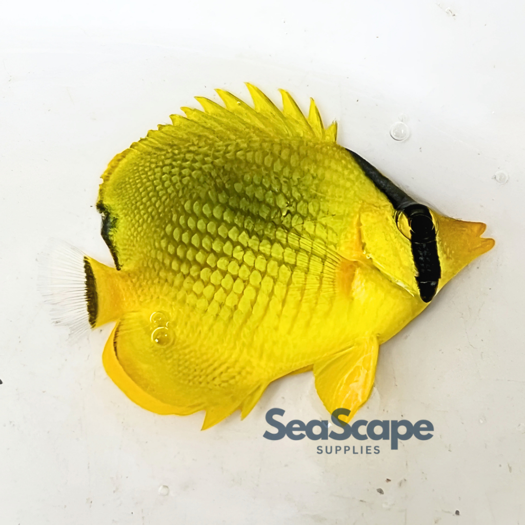 Ikan Hias Akuarium Air Laut Kepe Nanas (Latticed Butterflyfish) Aquarium Aquascape Marine