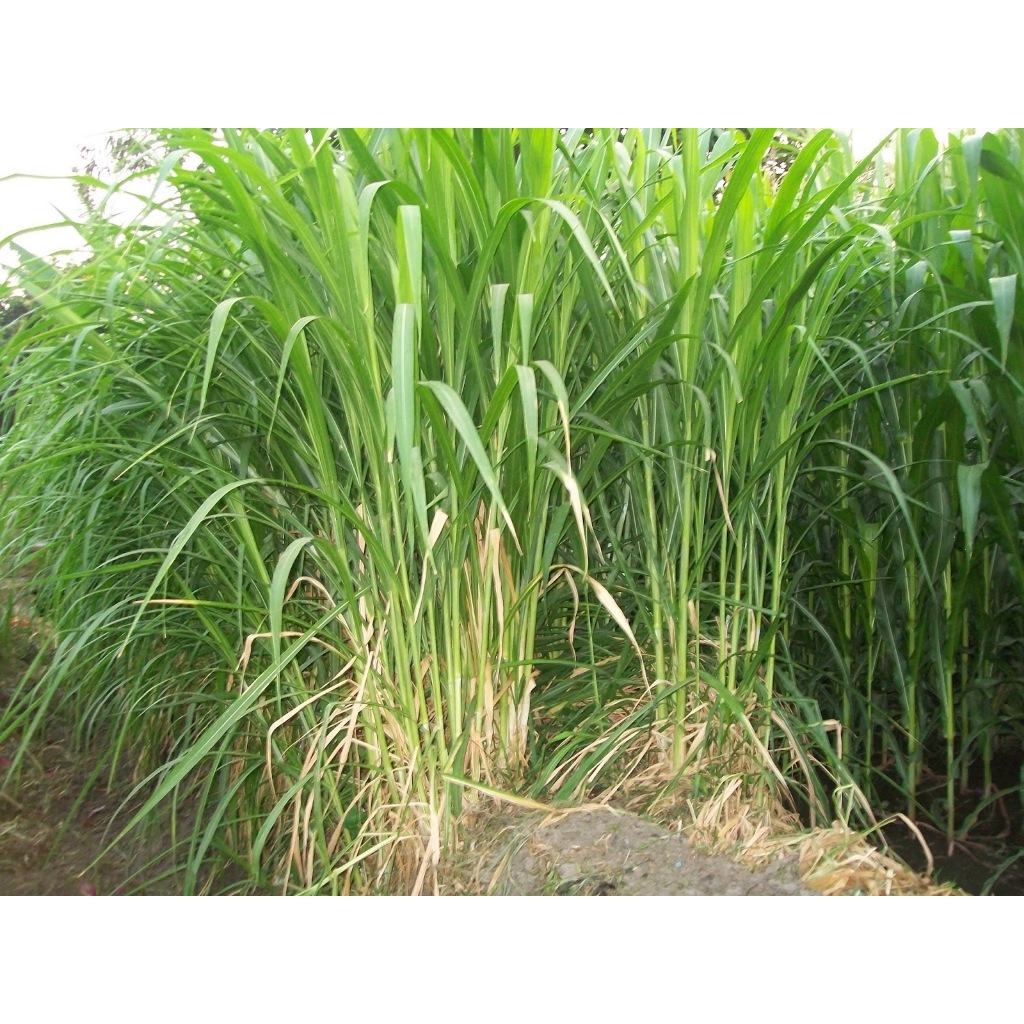 Bibit Tanaman Rumput Odot Super MurahTerbaik Bibit Rumput Odot kambing termurah