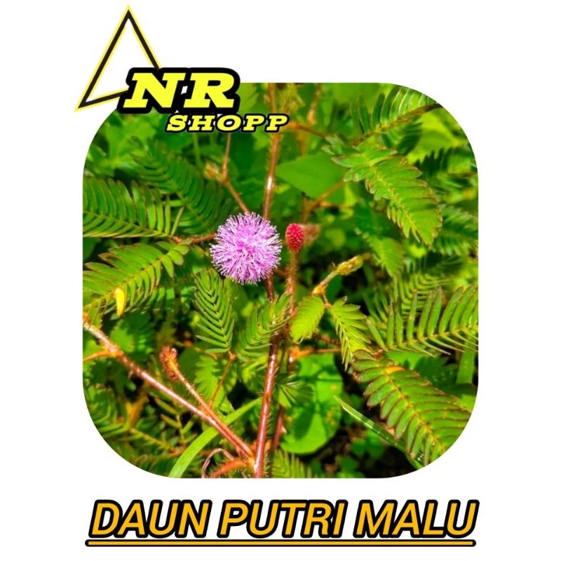 

Daun putrimalu segar 500gram fresh