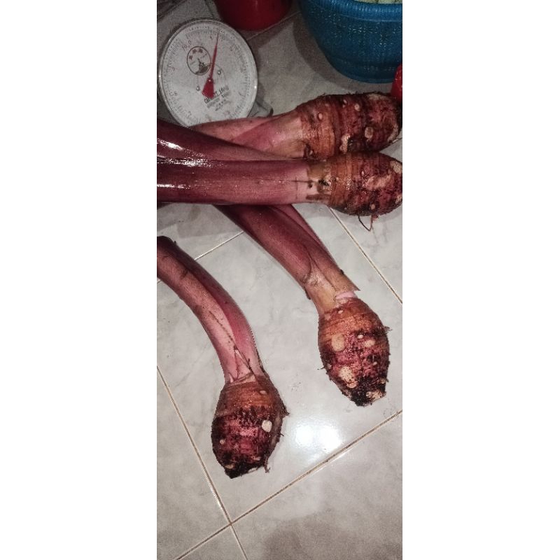 

Talas bogor pratama3 merah ungu colocasiaesculenta