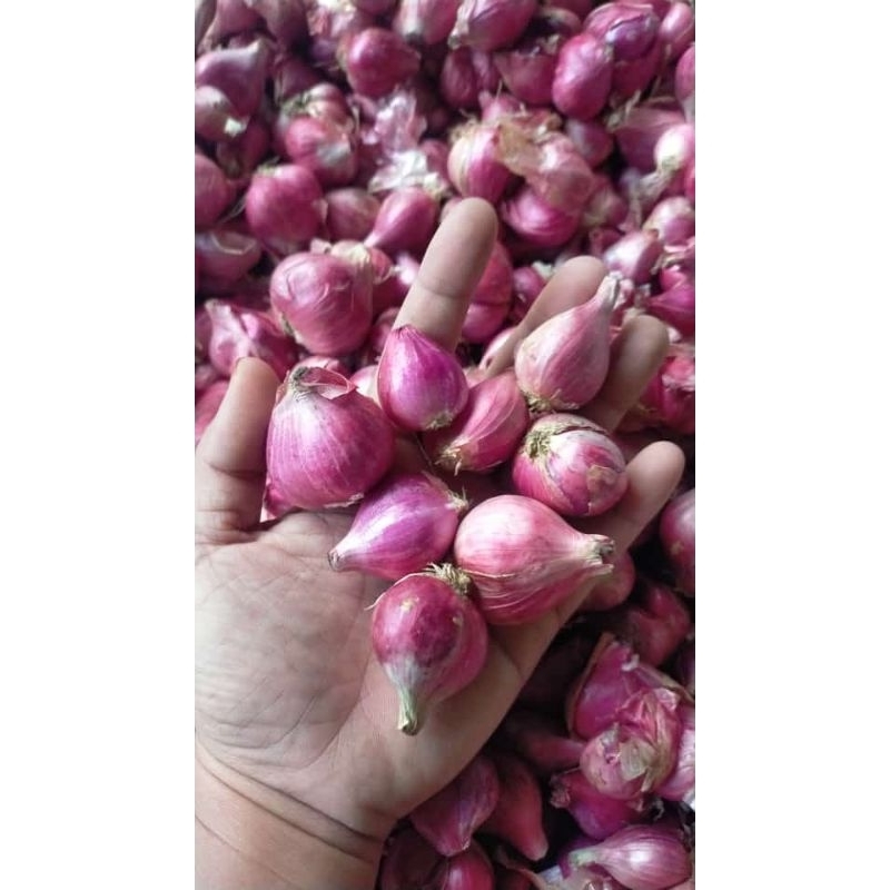 

bawang merah super