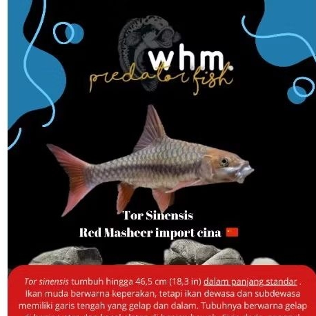 Tor Sinensis Red Masheer 10-12 cm import cina ( mainan ikan)