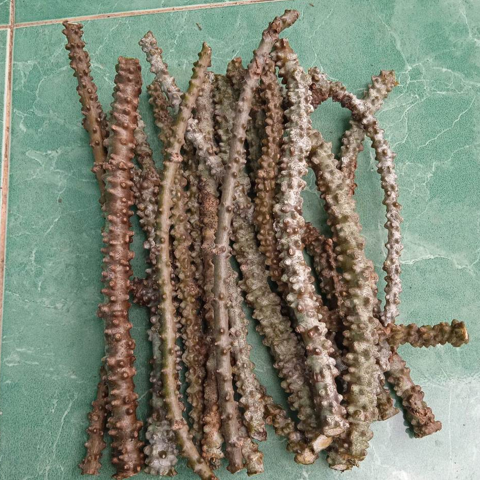 

Brotowali 1 kg, Bratawali, akar ali-ali fresh segar dadakan