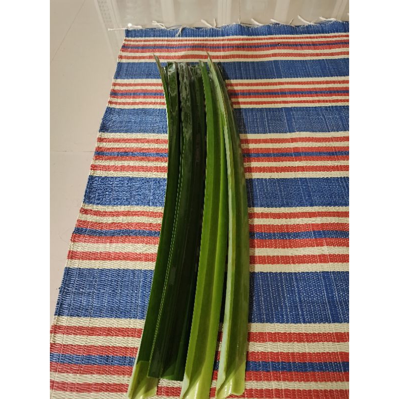 

daun pandan segar