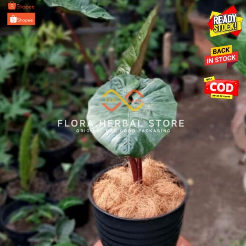 Tanaman hias sente hitam | bibit tanaman hias sente hitam