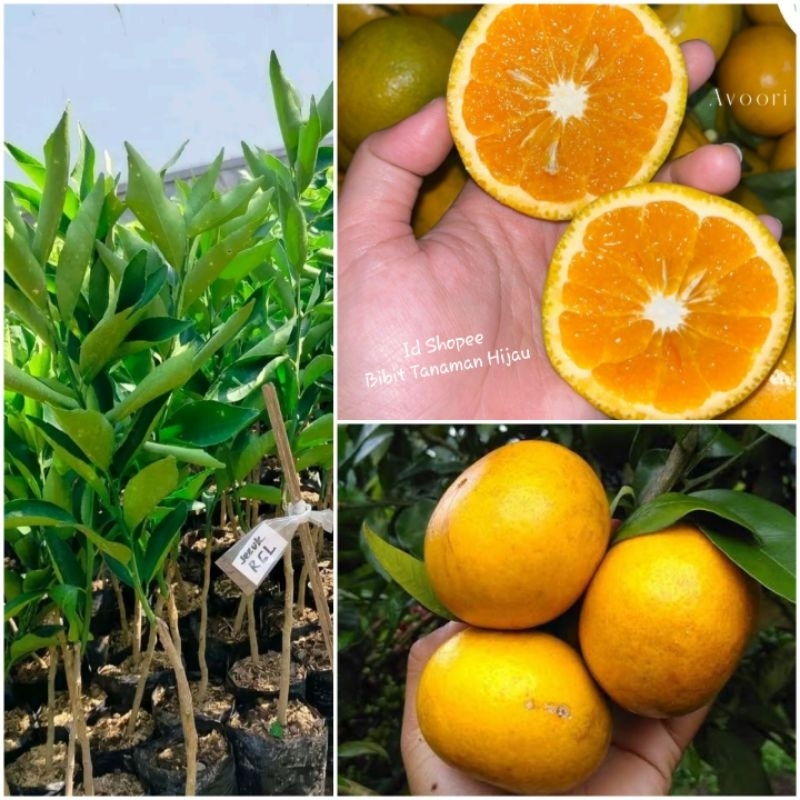 Bibit Jeruk RGL