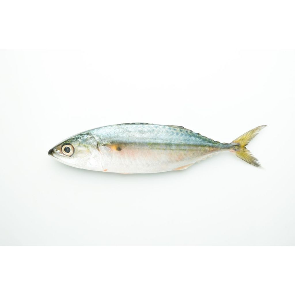 

Ikan Kembung 250gr Fresh dan Segar Premium Instan Surabaya